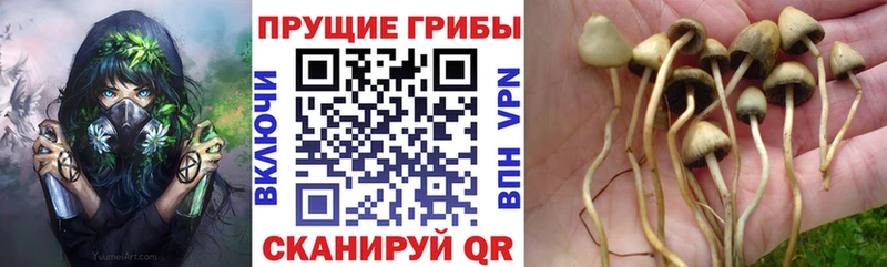 Псилоцибиновые грибы мухоморы как найти закладки Ахтырский